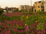 砧の空き地が花園に