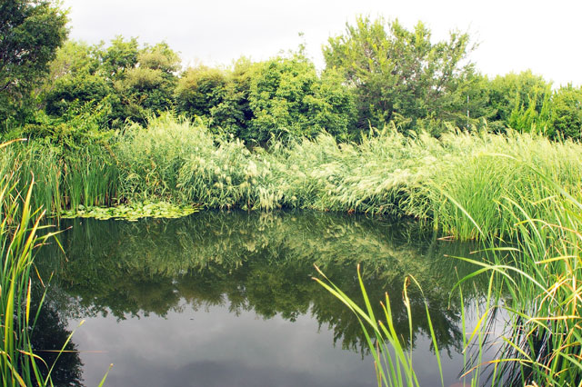 潮芦屋公園の葦が茂った池
