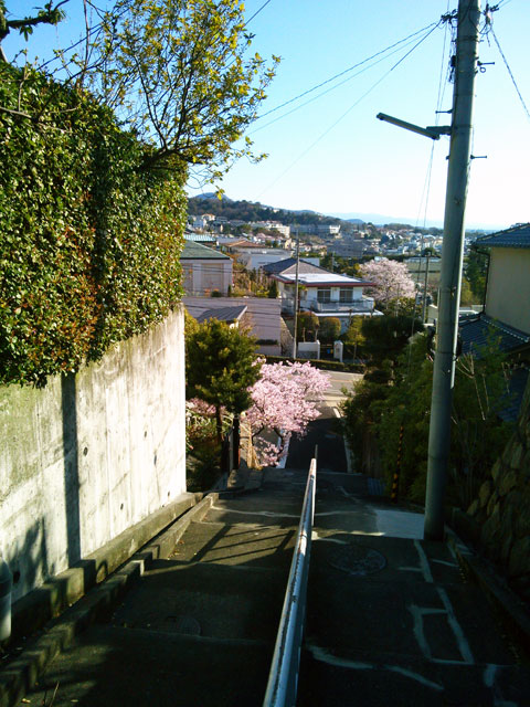 659-0095－sakura113　芦屋さくら百景１１３　東芦屋町