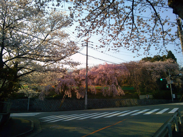 659-0011-sakura01　芦屋さくら百景　０１　六麓荘町