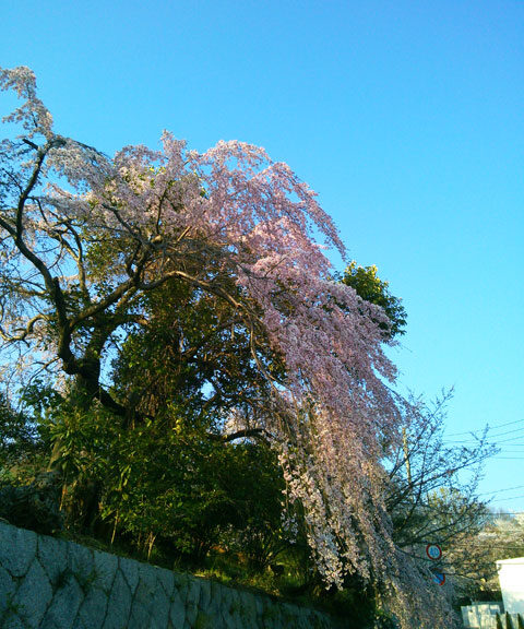 659-0011-sakura02　芦屋さくら百景　０２　六麓荘町