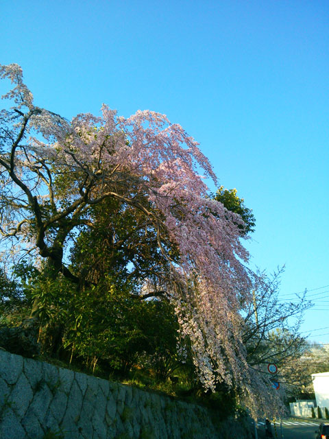 659-0011-sakura02　芦屋さくら百景　０２　六麓荘町