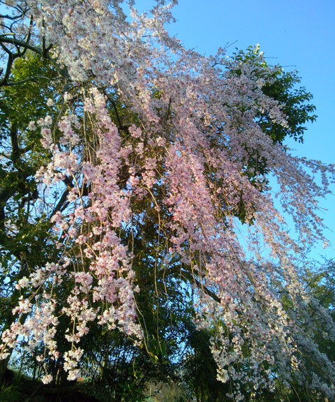 659-0011-sakura03　芦屋さくら百景　０３