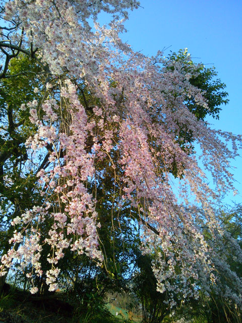 659-0011-sakura03　芦屋さくら百景　０３