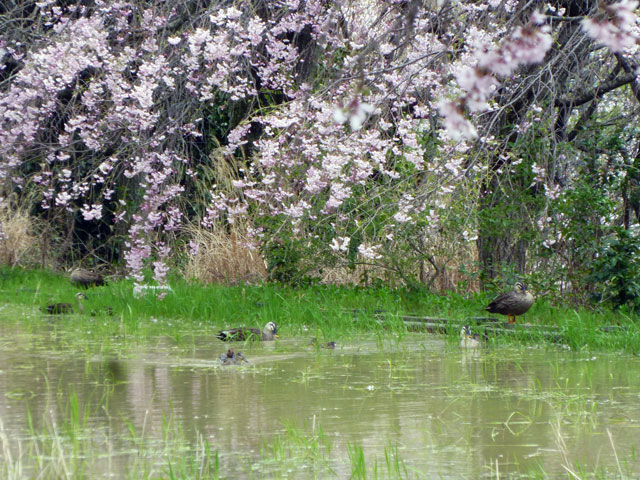 659-0011-sakura04　芦屋さくら百景　０４　六麓荘町