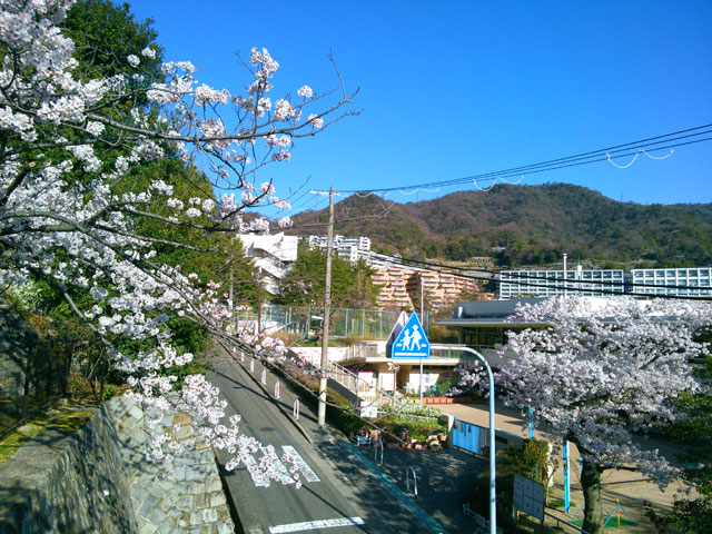 659-0012-sakura09　芦屋さくら百景０９　朝日ヶ丘町