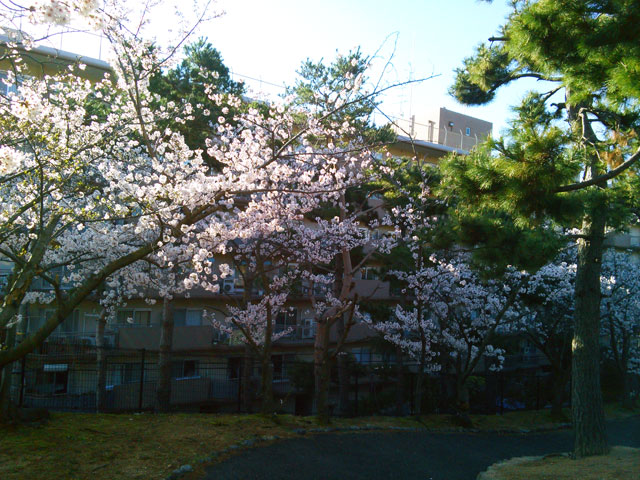 659-0012-sakura10　芦屋さくら百景１０　朝日ヶ丘町