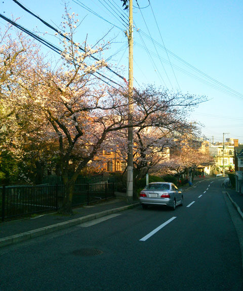 659-0012-sakura12　芦屋さくら百景１２　朝日ヶ丘町
