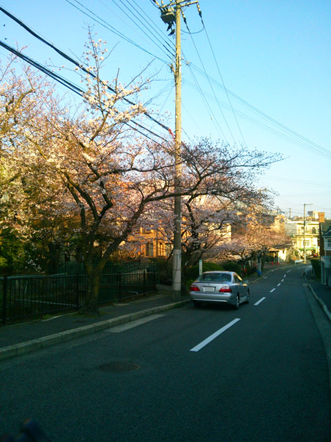 659-0012-sakura12　芦屋さくら百景１２　朝日ヶ丘町