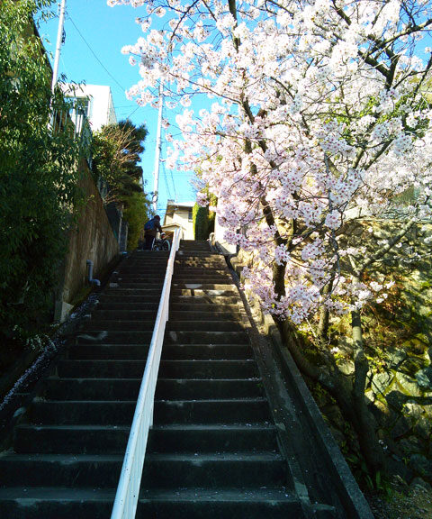 659-0012-sakura07 芦屋さくら百景　朝日ヶ丘町