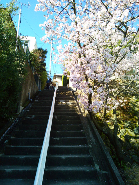 659-0012-sakura07 芦屋さくら百景　朝日ヶ丘町