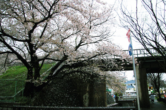 659-0013-sakura13　芦屋さくら百景１３　岩園町