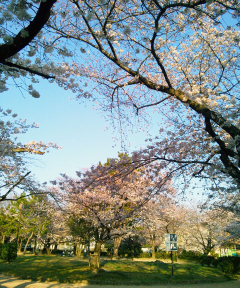 659-0013-sakura14　芦屋さくら百景１４　岩園町