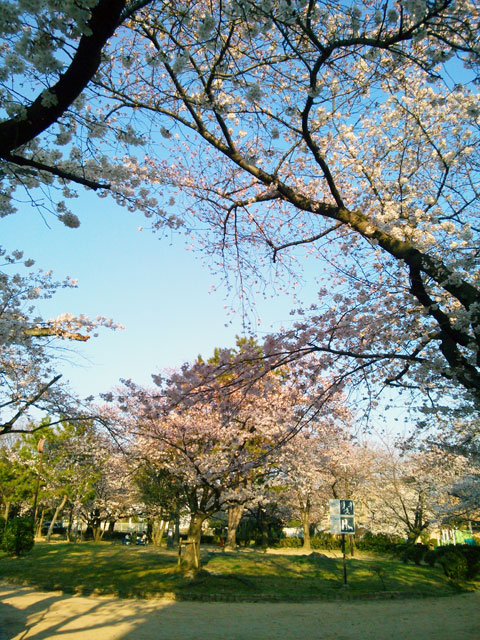 659-0013-sakura14　芦屋さくら百景１４　岩園町