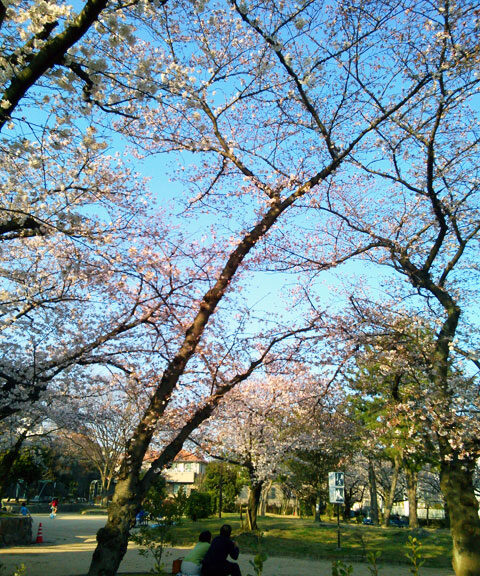 659-0013-sakura15　芦屋さくら百景１５　岩園町