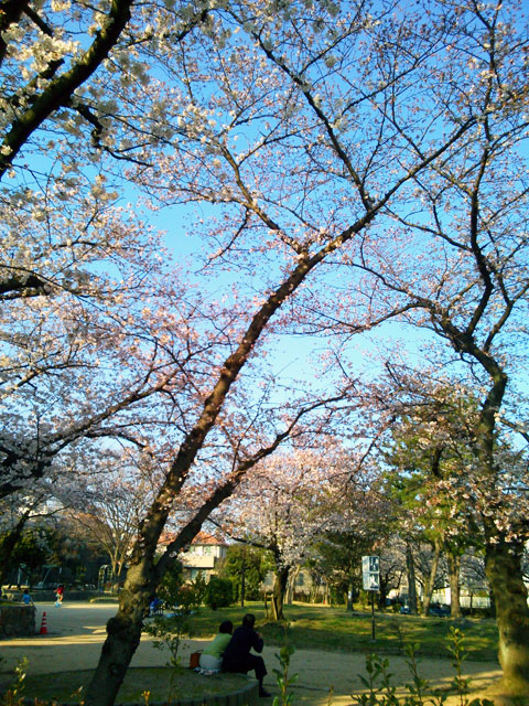 659-0013-sakura15　芦屋さくら百景１５　岩園町