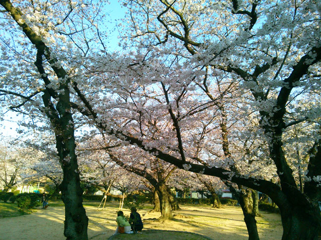 659-0013-sakura16　芦屋さくら百景　岩園町