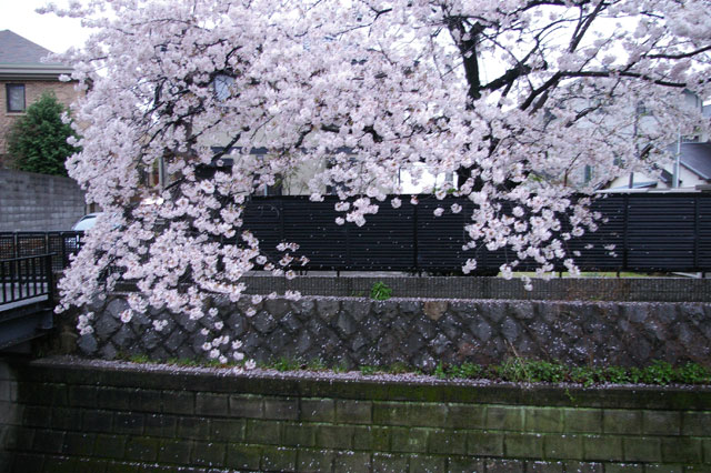 659-0016-sakura17　芦屋さくら百景１７　親王塚町