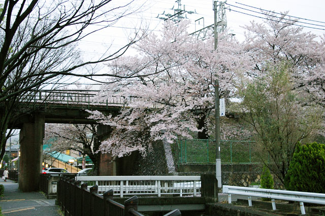 659-0016-sakura18　芦屋さくら百景１８　親王塚町