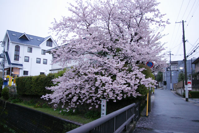 659-0016-sakura19　芦屋さくら百景　親王塚町