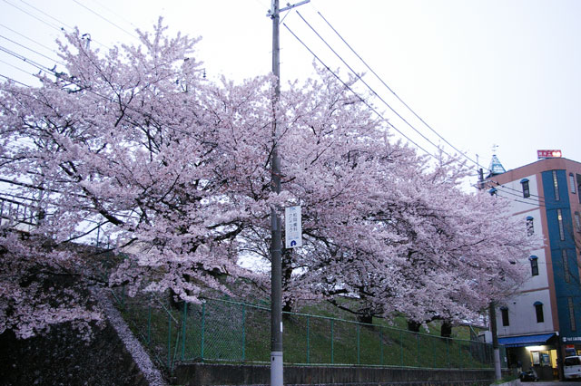 659-0016-sakura20　芦屋さくら百景２０　親王塚町