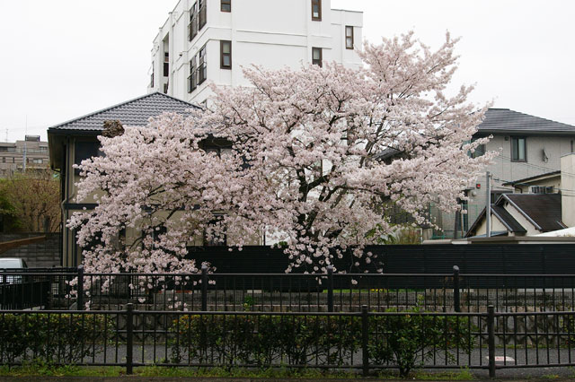 659-0016-sakura21　芦屋さくら百景２１　親王塚町