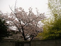 芦屋さくら百景２７ | 春日町