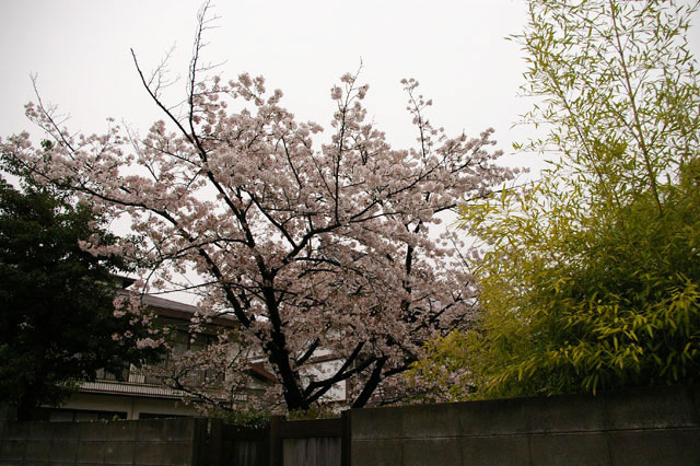 659-0021-sakura27　芦屋さくら百景２７　春日町