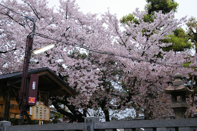 659-0021-sakura28　芦屋さくら百景２８　春日町