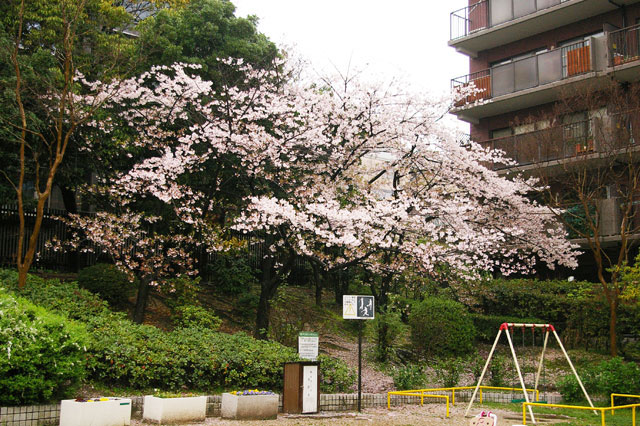 659-0021-sakura26　芦屋さくら百景２６　春日町