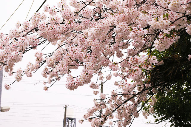 659-0021-sakura30　芦屋さくら百景３０　春日町