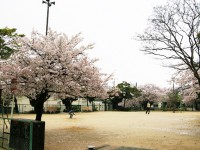 芦屋さくら百景３１ | 春日町