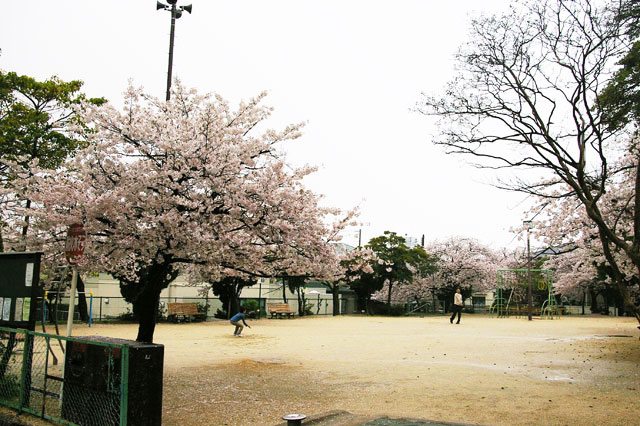 659-0021-sakura31　芦屋さくら百景３１　春日町