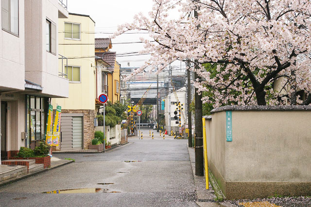 659-0021-sakura32　芦屋さくら百景３２　春日町