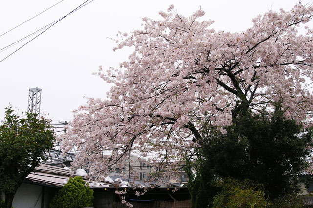 659-0021-sakura33　芦屋さくら百景３３　春日町