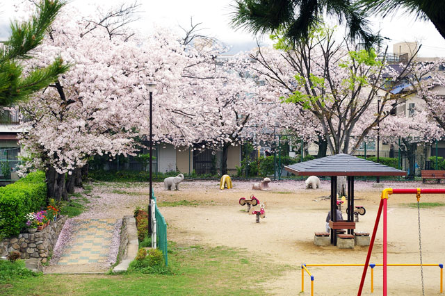 659-0023-sakura35　芦屋さくら百景３５　大東町