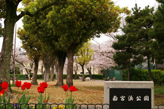 659-0024-sakura37　芦屋さくら百景３７　南宮町