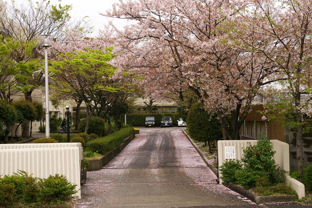 659-0024-sakura38　芦屋さくら百景３８　南宮町