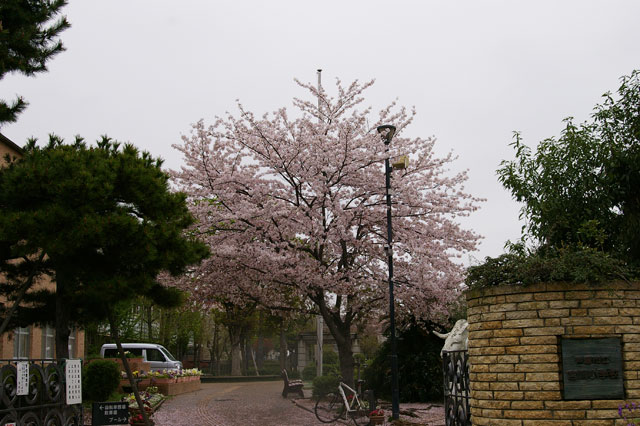 659-0025-sakura45　芦屋さくら百景４５　浜町