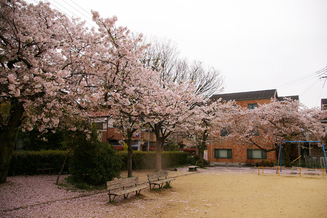 659-0025-sakura47　芦屋さくら百景４７　浜町