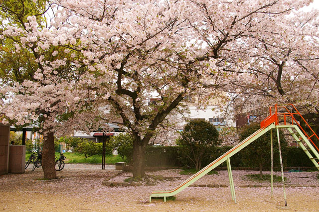 659-0025-sakura48　芦屋さくら百景４８　浜町