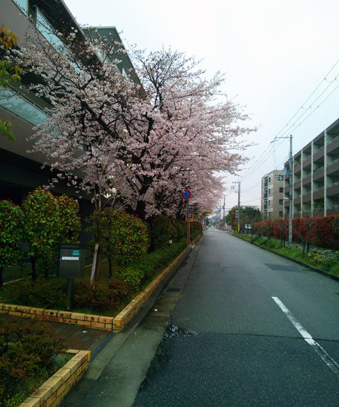 659-0025-sakura49　芦屋さくら百景４９　浜町
