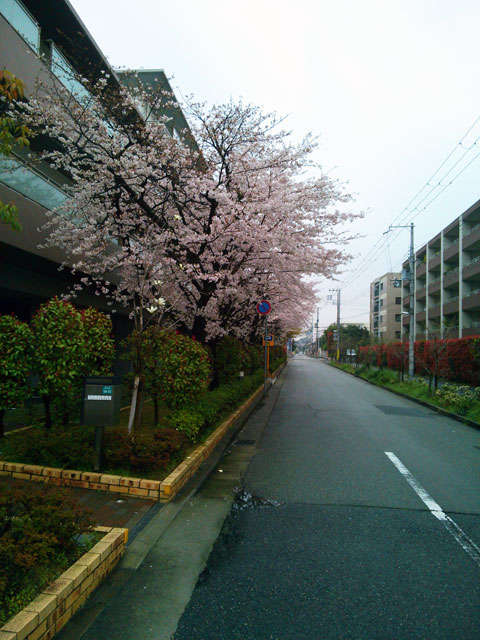 659-0025-sakura49　芦屋さくら百景４９　浜町