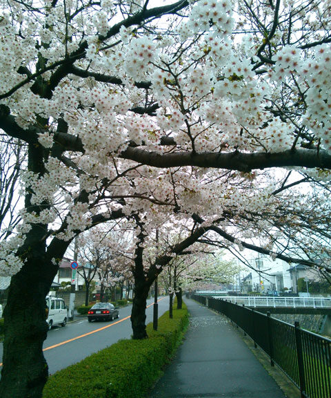 659-0026-sakura39　芦屋さくら百景３９　西蔵町