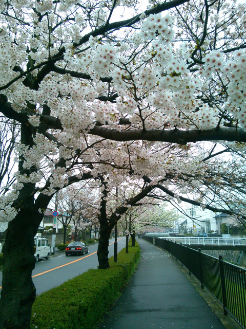 659-0026-sakura39　芦屋さくら百景３９　西蔵町