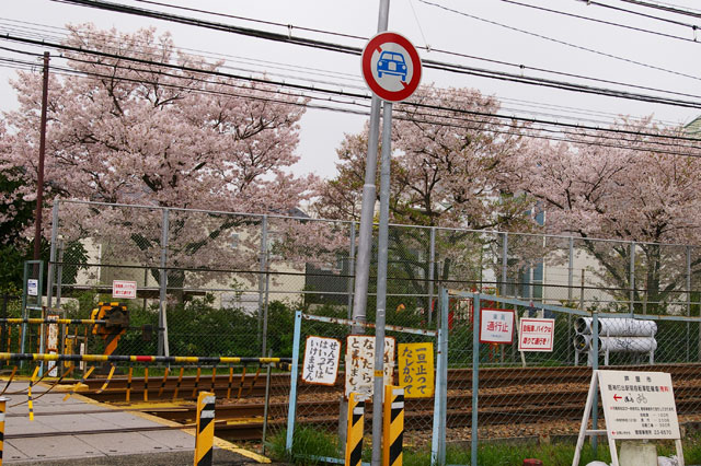 659-0027-sakura40　芦屋さくら百景４０　若宮町