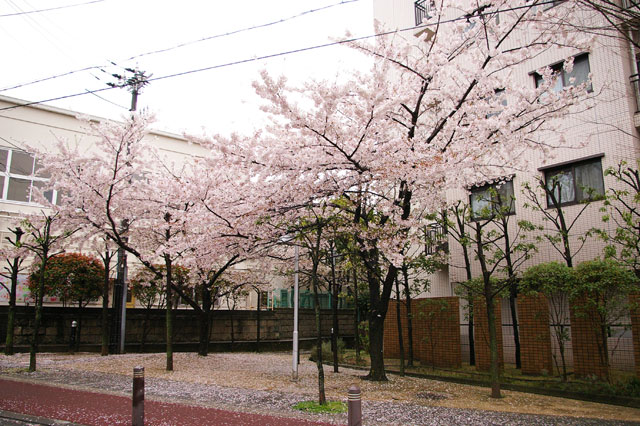 659-0028-sakura22　芦屋さくら百景２２　打出小槌町