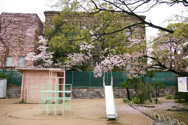 659-0028-sakura23　芦屋さくら百景２３　打出小槌町