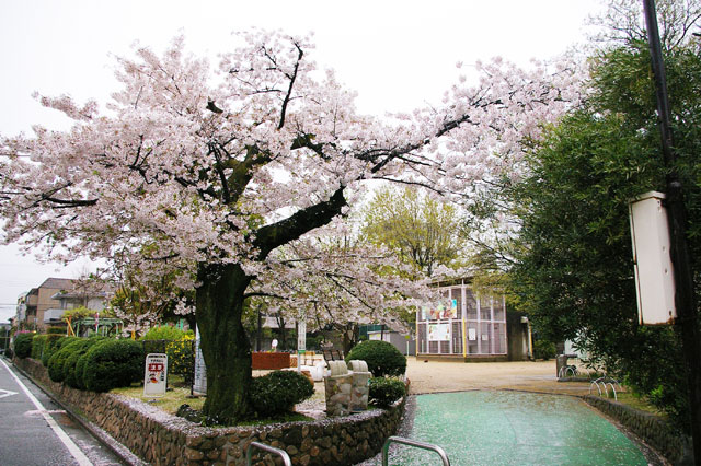 659-0028-sakura24　芦屋さくら百景２４　打出小槌町