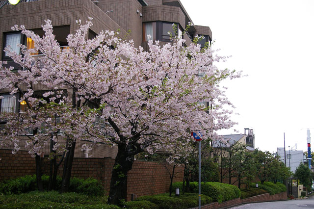 659-0028-sakura41　芦屋さくら百景４１　打出小槌町